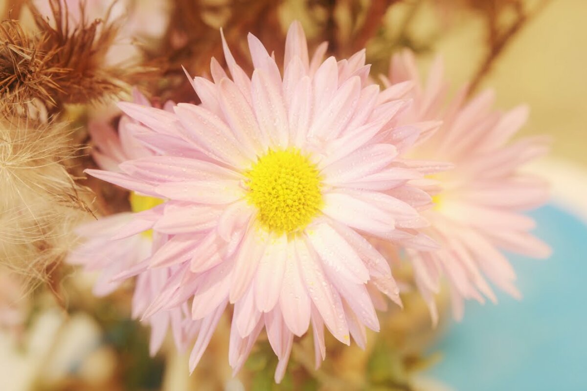 Hledání šlapanické víry: chryzantémy, společenství, rituály, paměť